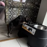 Cocoa, a female French Bulldog for sale in Chicago, IL – Photo 4 of 4