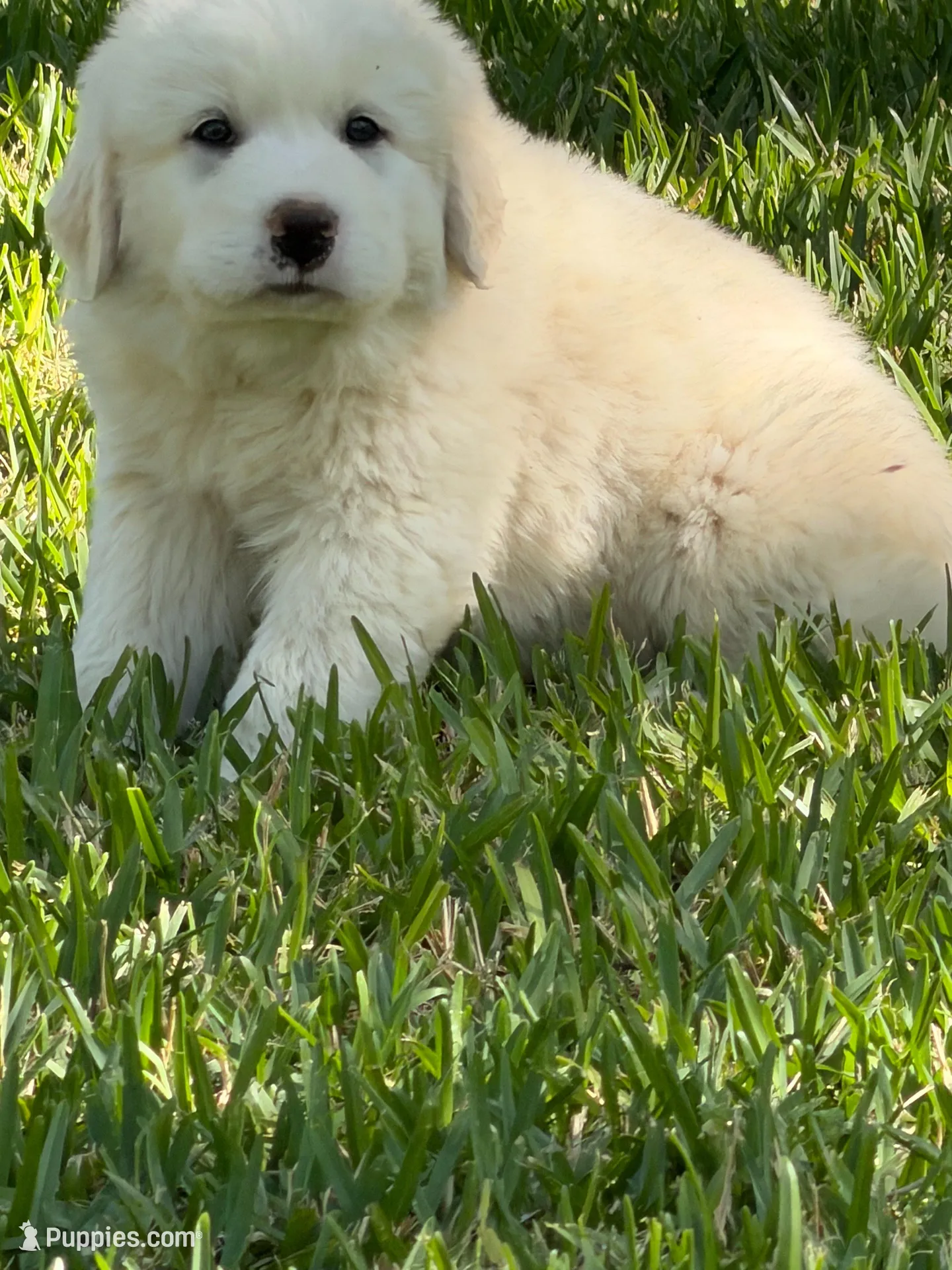 Charmin, a female Great Pyrenees for sale in Poolville, TX – Photo 2 of 3