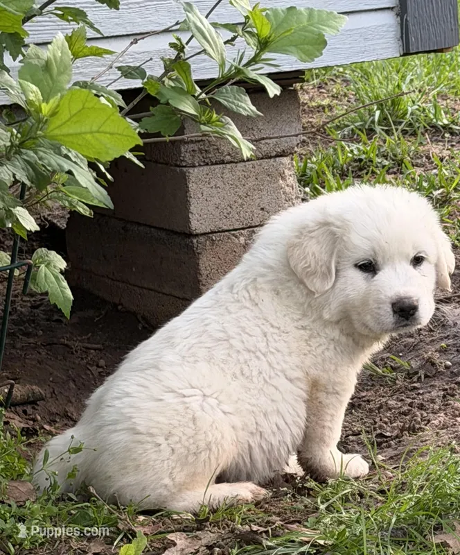 Bob – Great Pyrenees puppy for sale in Poolville, TX