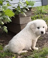 Bob, a male Great Pyrenees for sale in Poolville, TX – Photo 1 of 5