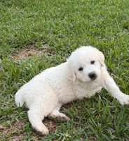 Bob, a male Great Pyrenees for sale in Poolville, TX – Photo 4 of 5