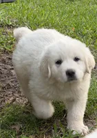 Bob, a male Great Pyrenees for sale in Poolville, TX – Photo 2 of 5