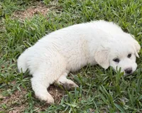 Bob, a male Great Pyrenees for sale in Poolville, TX – Photo 3 of 5
