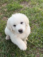 Bob, a male Great Pyrenees for sale in Poolville, TX – Photo 5 of 5