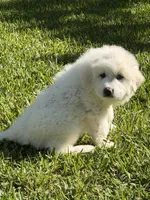 Charmin, a female Great Pyrenees for sale in Poolville, TX – Photo 3 of 3