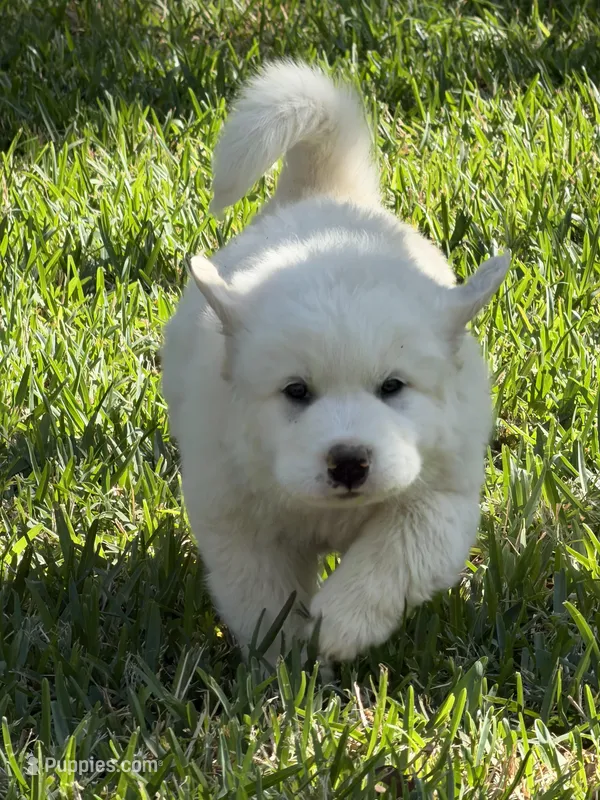 Charmin – Great Pyrenees puppy for sale in Poolville, TX