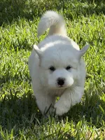 Charmin, a female Great Pyrenees for sale in Poolville, TX – Photo 1 of 3