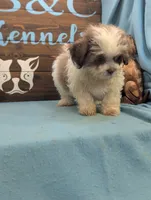 Teddybear, a male Shichon for sale in DeKalb, IL – 3 of 3