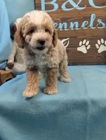 Mini Poodle, a male Poodle - Miniature  for sale in DeKalb, IL – 3 of 4