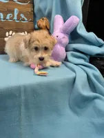 Yorkidoodle, a male Yorkshire Terrier and Poodle - Toy  for sale in DeKalb, IL – Photo 2 of 3