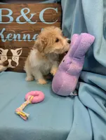 Yorkidoodle, a male Yorkshire Terrier and Poodle - Toy  for sale in DeKalb, IL – Photo 3 of 3