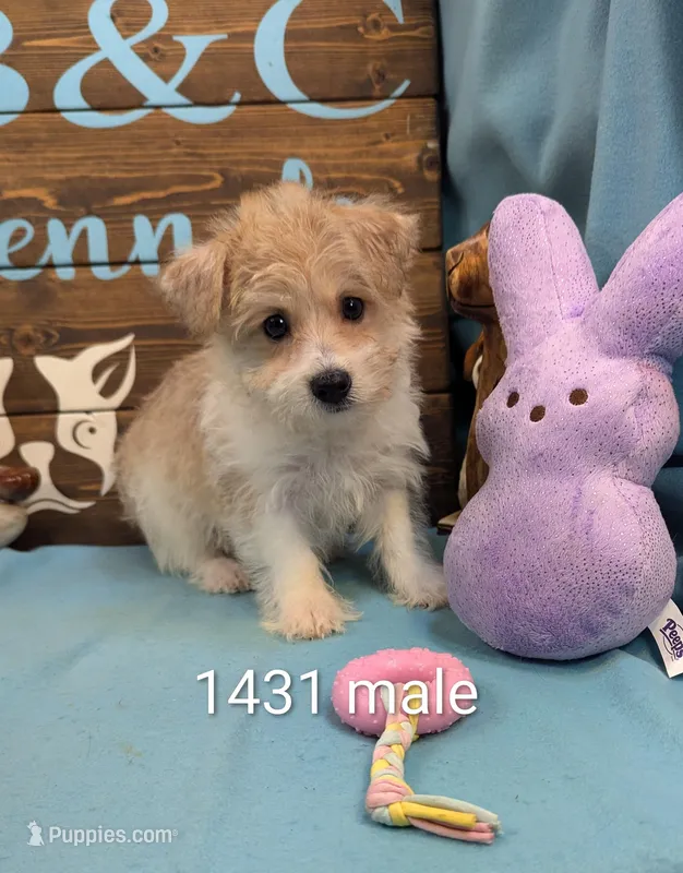 Yorkidoodle – Yorkshire Terrier, Poodle - Toy  puppy for sale in DeKalb, IL
