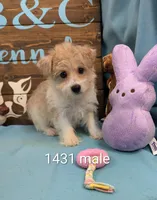 Yorkidoodle, a male Yorkshire Terrier and Poodle - Toy  for sale in DeKalb, IL – Photo 1 of 3