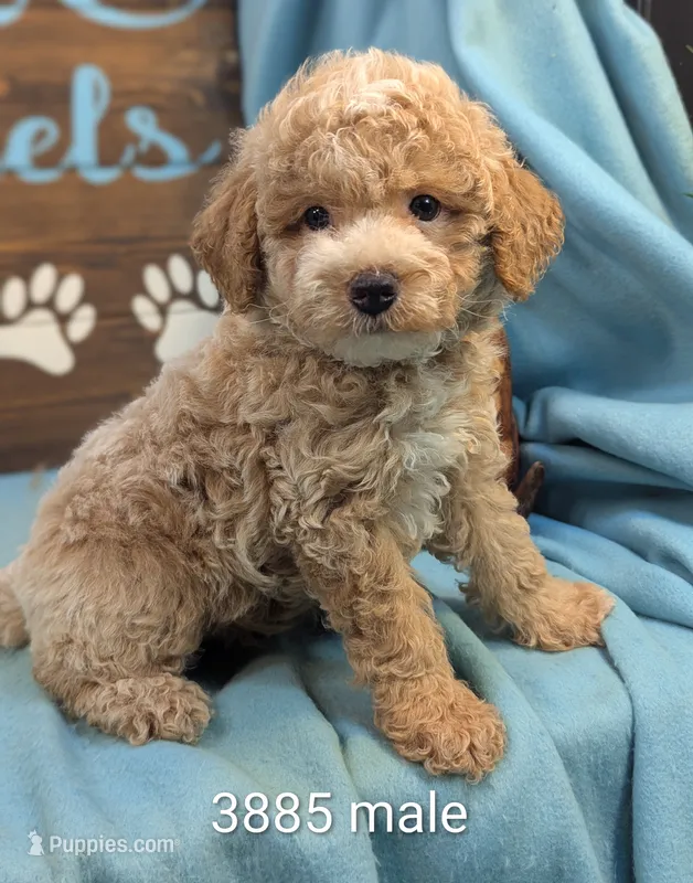 Mini Poodle – Poodle - Miniature  puppy for sale in DeKalb, IL