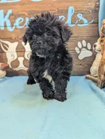 Tiny doo, a male Shih Tzu and Poodle - Toy  for sale in DeKalb, IL – 4 of 4