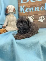 Tiny doo, a male Shih Tzu and Poodle - Toy  for sale in DeKalb, IL – 3 of 4