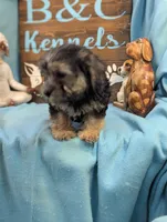 A DOLL ABLE, a female Bichon Frise and Yorkshire Terrier for sale in DeKalb, IL – 3 of 4
