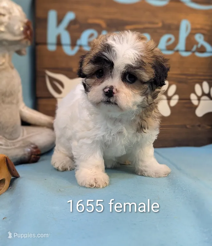 Happy bear – Bichon Frise, Shih Tzu puppy for sale in DeKalb, IL