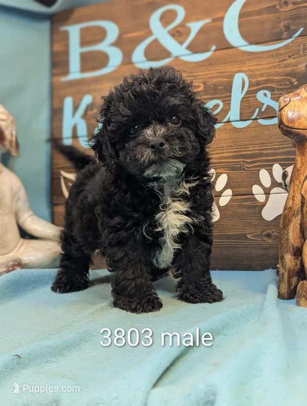 Prince – Shihpoo puppy for sale in DeKalb, IL
