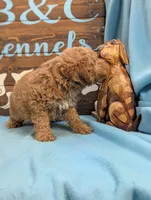 Gold baby, a male Miniature Goldendoodle for sale in DeKalb, IL – 3 of 3