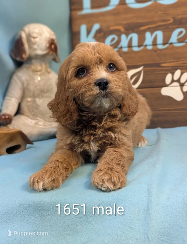 Cockapoo  – Cocker Spaniel, Poodle - Toy  puppy for sale in DeKalb, IL