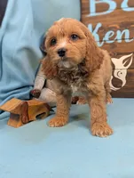 Toy Cockapoo , a male Cocker Spaniel and Poodle - Toy  for sale in DeKalb, IL – 3 of 3