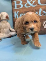 Toy Cockapoo , a male Cocker Spaniel and Poodle - Toy  for sale in DeKalb, IL – 2 of 3
