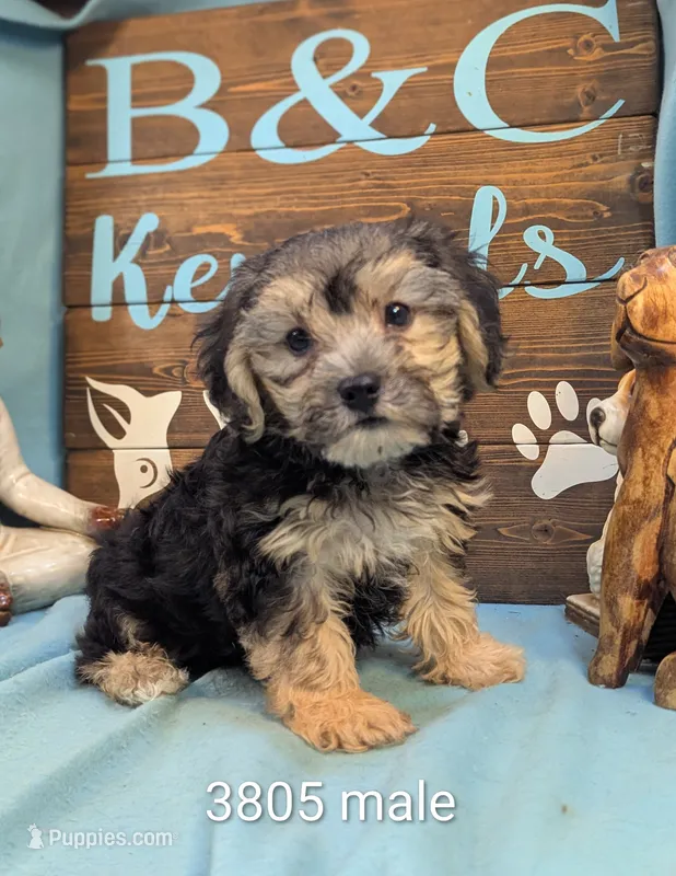 A DOLL ABLE – Bichon Frise, Yorkshire Terrier puppy for sale in DeKalb, IL