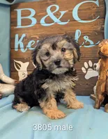 A DOLL ABLE, a male Bichon Frise and Yorkshire Terrier for sale in DeKalb, IL – 1 of 4
