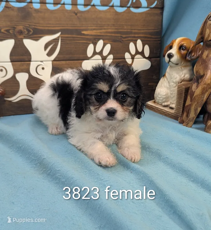 Cava Chon – Cavachon puppy for sale in DeKalb, IL