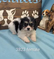Cava Chon, a female Cavachon for sale in DeKalb, IL – 1 of 3