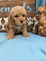 Gold baby, a male Miniature Goldendoodle for sale in DeKalb, IL – 3 of 3