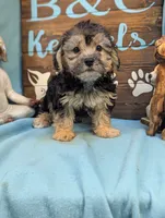A DOLL ABLE, a male Bichon Frise and Yorkshire Terrier for sale in DeKalb, IL – 4 of 4