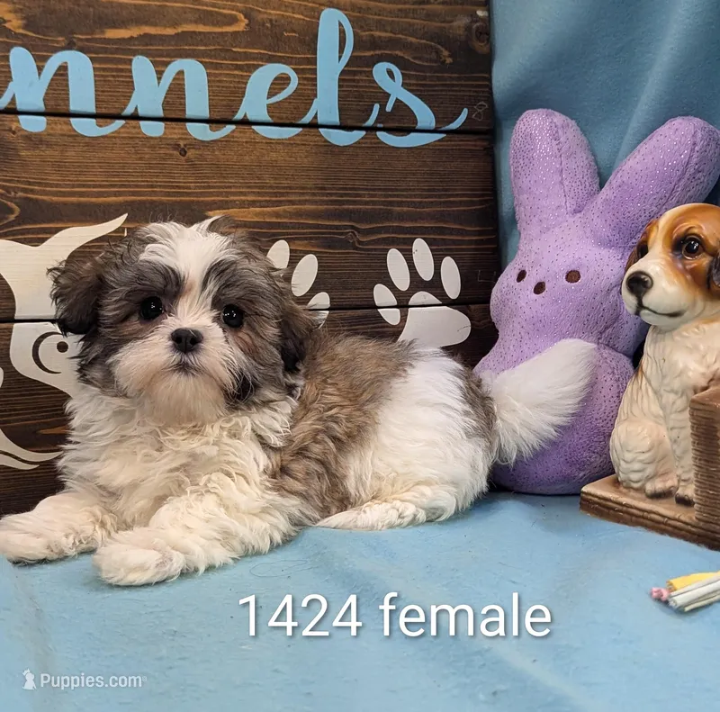 Marshmallow – Maltese, Shih Tzu puppy for sale in DeKalb, IL