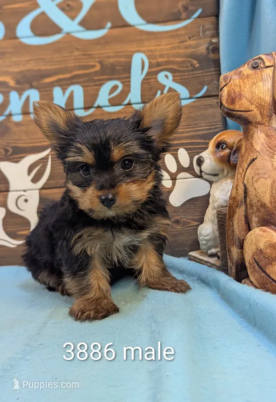Mr Yorkie – Yorkshire Terrier puppy for sale in DeKalb, IL