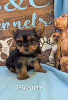 Mr Yorkie, a male Yorkshire Terrier for sale in DeKalb, IL – 1 of 4