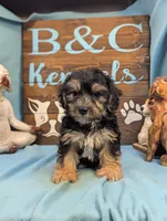 A DOLL ABLE, a male Bichon Frise and Yorkshire Terrier for sale in DeKalb, IL – 2 of 3