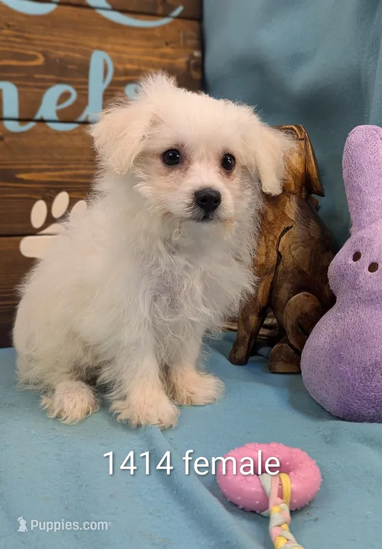 Yorkidoodle – Yorkshire Terrier, Poodle - Toy  puppy for sale in DeKalb, IL