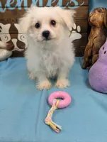 Yorkidoodle, a female Yorkshire Terrier and Poodle - Toy  for sale in DeKalb, IL – Photo 2 of 3