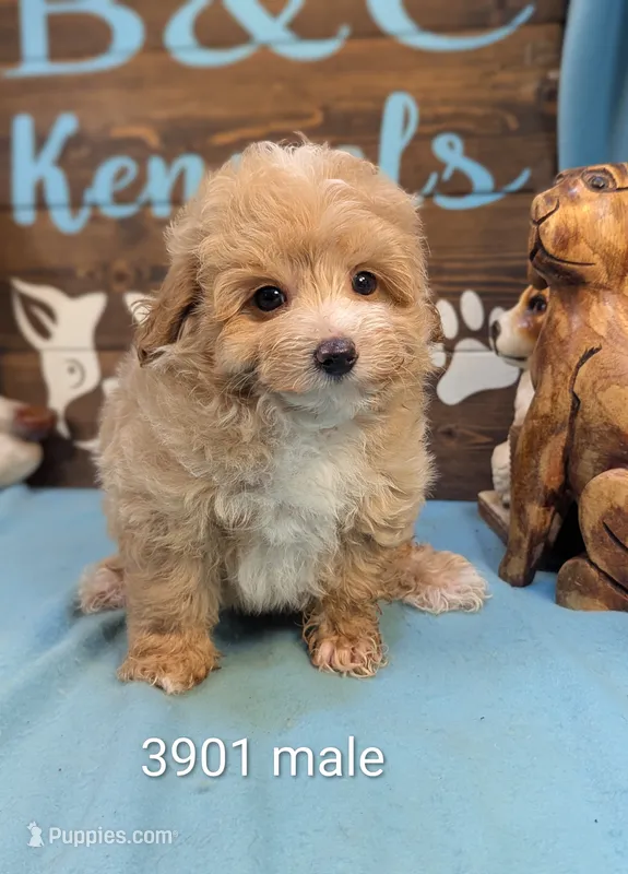 prince Mlatipoo – Maltipoo puppy for sale in DeKalb, IL