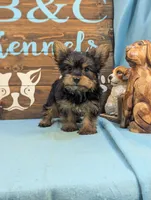 Mr Yorkie, a male Yorkshire Terrier for sale in DeKalb, IL – 2 of 3