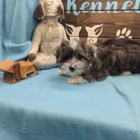 Yo-Chon, a male Bichon Frise and Yorkshire Terrier for sale in DeKalb, IL – Photo 3 of 3