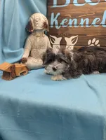 Yo-Chon, a male Bichon Frise and Yorkshire Terrier for sale in DeKalb, IL – Photo 3 of 3