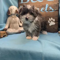 Yo-Chon, a male Bichon Frise and Yorkshire Terrier for sale in DeKalb, IL – Photo 2 of 3