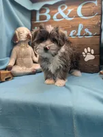 Yo-Chon, a male Bichon Frise and Yorkshire Terrier for sale in DeKalb, IL – Photo 2 of 3