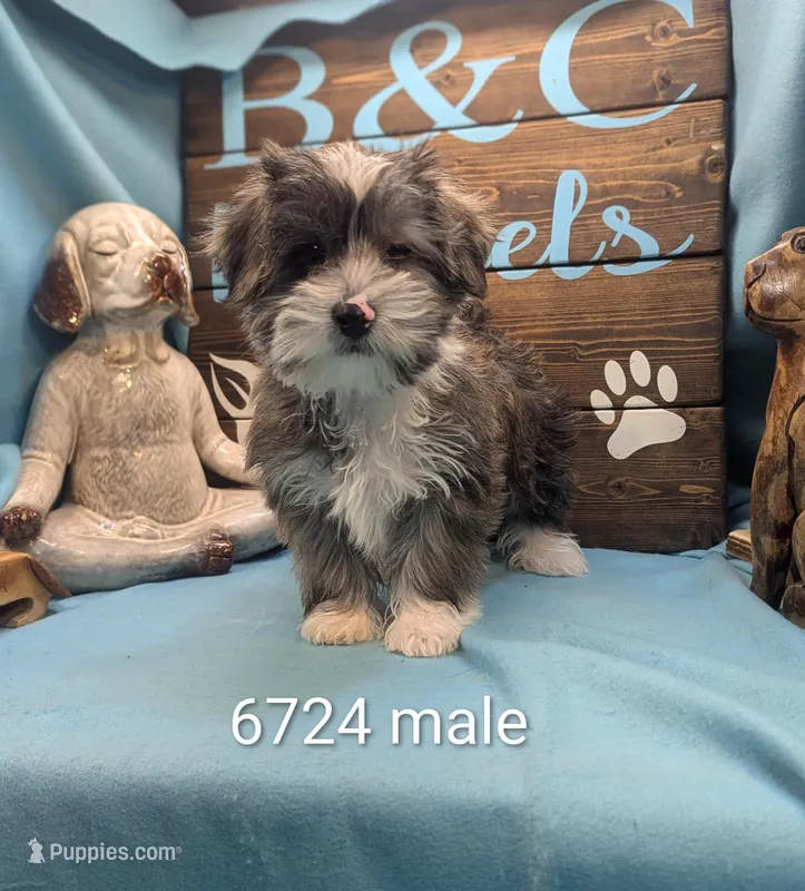 Yo-Chon, a male Bichon Frise and Yorkshire Terrier for sale in DeKalb, IL – Photo 1 of 3