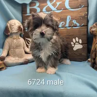 Yo-Chon, a male Bichon Frise and Yorkshire Terrier for sale in DeKalb, IL – Photo 1 of 3