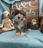 Yo-Chon, a male Bichon Frise and Yorkshire Terrier for sale in DeKalb, IL – Photo 1 of 3