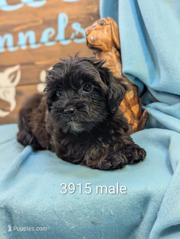 Yorkidoodle – Yorkipoo puppy for sale in DeKalb, IL