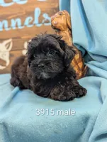 Yorkidoodle, a male Yorkipoo for sale in DeKalb, IL – 1 of 1